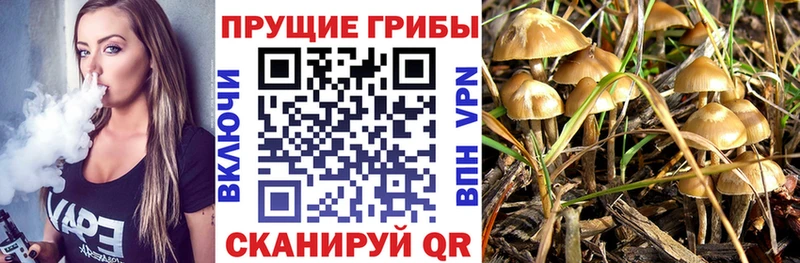 Псилоцибиновые грибы ЛСД  Судогда 